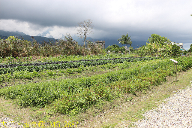 花蓮 櫻の田野 食農教育 X 崇德瑩農場 天空之鏡