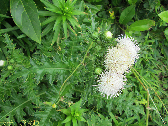 IMG_7491 白花小薊.jpg - 綠島燈塔 20220329 