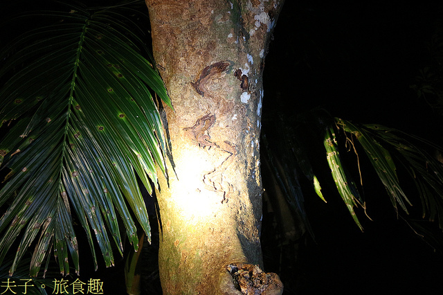 IMG_2420.jpg - 蘭嶼永興農場 夜間生態觀察 20220327
