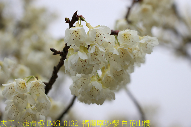 IMG_0132  福爾摩沙櫻 白花山櫻.jpg - 嘉義阿里山鄉迷糊步道(米洋溪步道) 2015/07/18