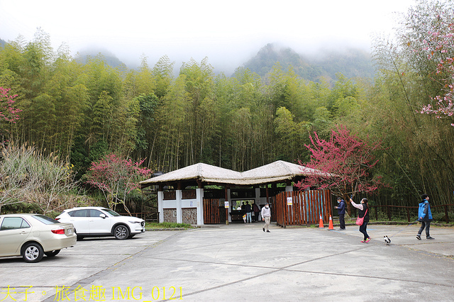 旺萊山愛情大草原 X 石棹 櫻之道、霞之道 X 迷糊步道 