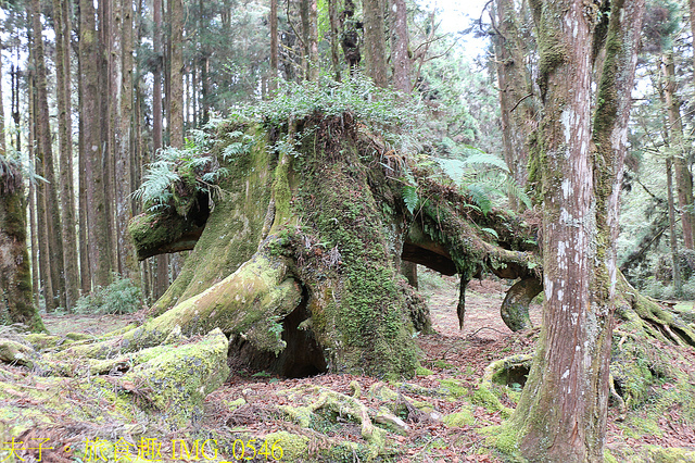 IMG_0546.jpg - 阿里山國家森林遊樂區 20220203