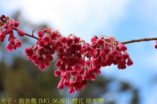 IMG_0626 山櫻花 緋寒櫻.jpg - 阿里山國家森林遊樂區 20220203