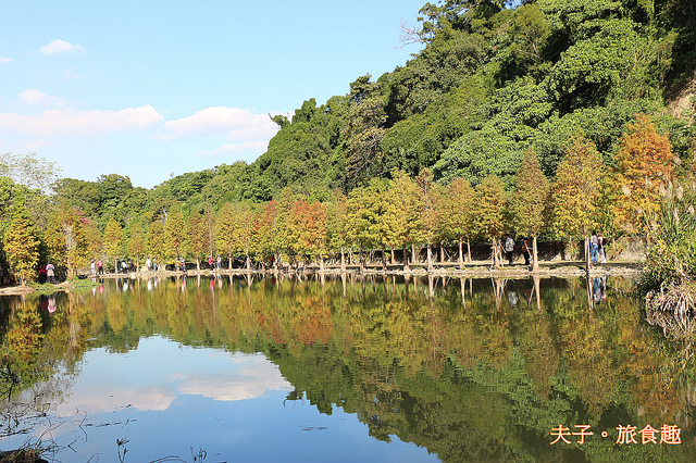 IMG_8328-1.jpg - 桃園大溪 月眉人工濕地生態公園 落羽松 20211215