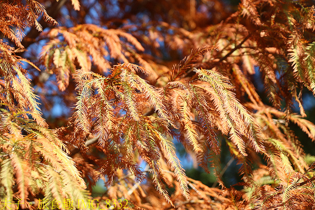 IMG_8332.jpg - 桃園大溪 月眉人工濕地生態公園  落羽松 20211215