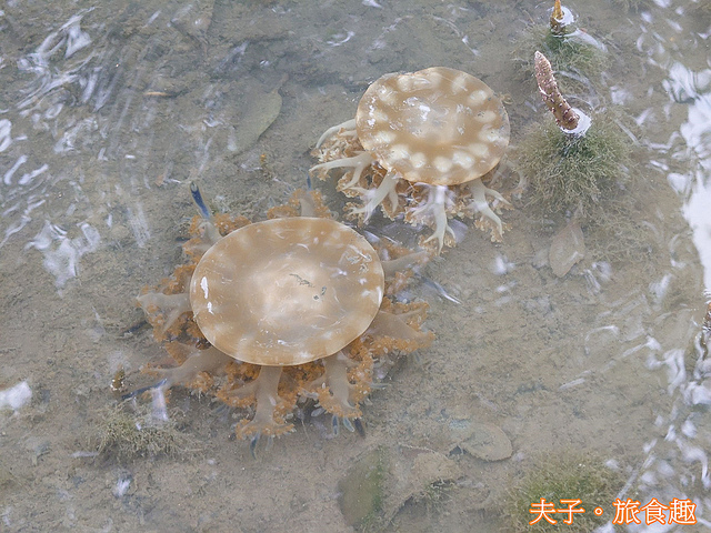 14631-1.jpg - 仙后水母 (倒立水母) 林園海洋濕地公園 20211128