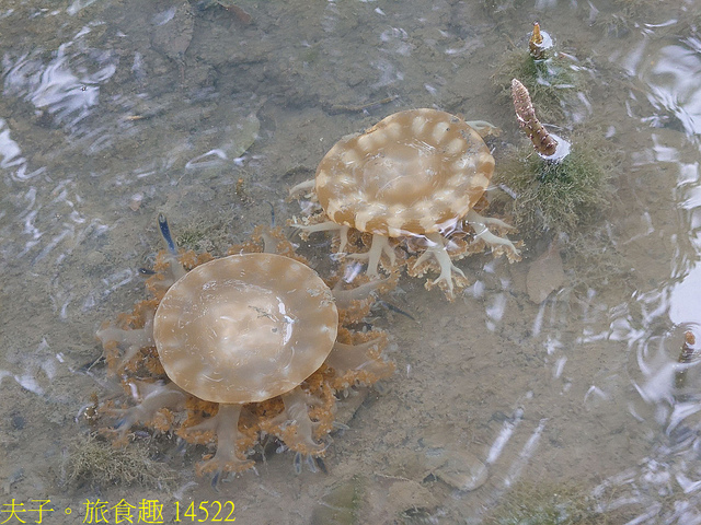 14522.jpg - 仙后水母 (倒立水母) 林園海洋濕地公園 20211128