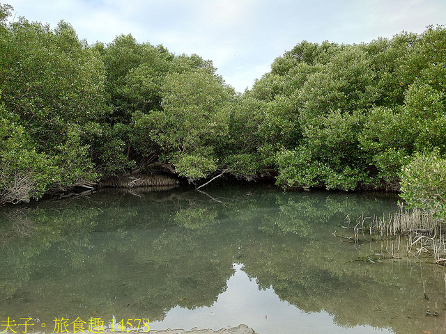 14578.jpg - 仙后水母 (倒立水母) 林園海洋濕地公園 20211128