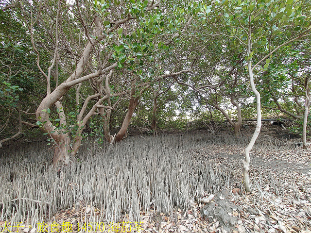 14570 海茄苳.jpg - 仙后水母 (倒立水母) 林園海洋濕地公園 20211128