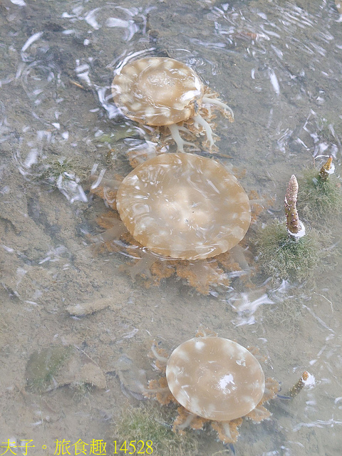 14528.jpg - 仙后水母 (倒立水母) 林園海洋濕地公園 20211128