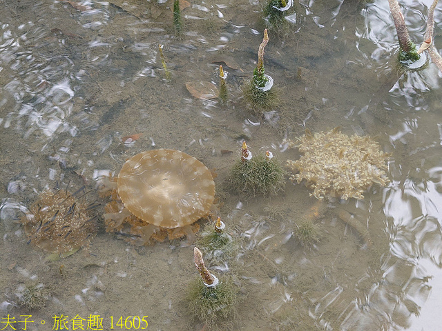 14605.jpg - 仙后水母 (倒立水母) 林園海洋濕地公園 20211128