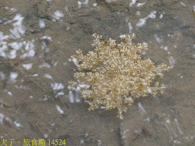 14524.jpg - 仙后水母 (倒立水母) 林園海洋濕地公園 20211128