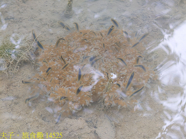 14525.jpg - 仙后水母 (倒立水母) 林園海洋濕地公園 20211128