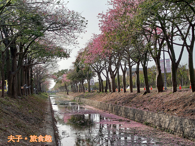 12473-1.jpg - 雲林虎尾 建成路 美人樹 花海綻放 20211122