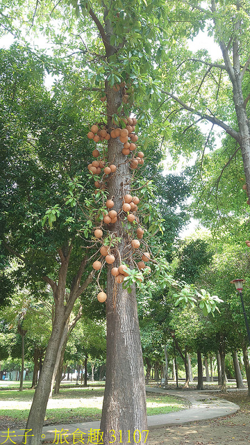 31107.jpg - 高雄梓官梓平公園砲彈樹 20210924