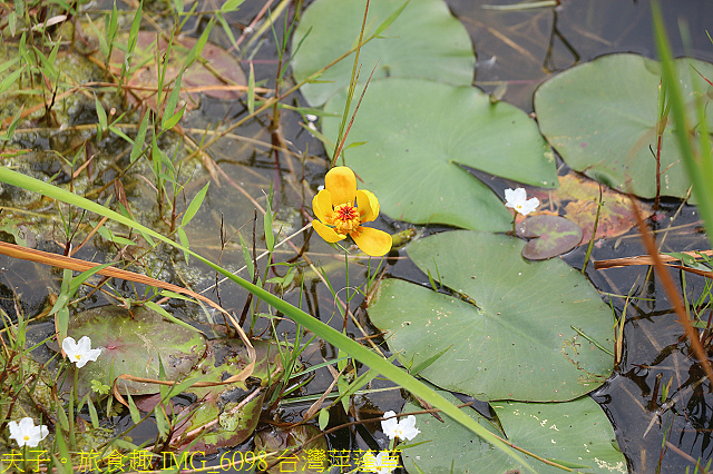 IMG_6098 台灣萍蓬草.jpg - 台北市內湖金瑞治水園區 20210317