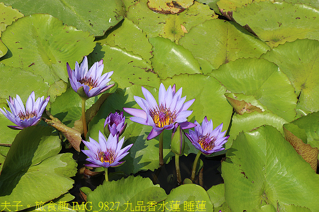 IMG_9827 九品香水蓮 睡蓮.jpg - 大西拉雅 台南六甲 X 台南官田 20210326