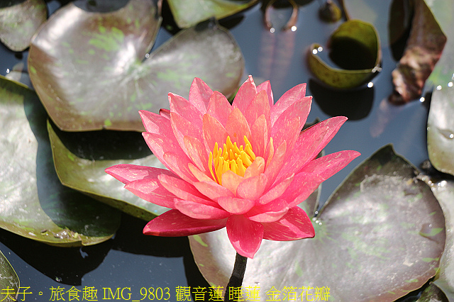 IMG_9803 觀音蓮 睡蓮 金箔花瓣.jpg - 大西拉雅 台南六甲 X 台南官田 20210326