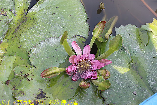IMG_9826 佛手蓮.jpg - 大西拉雅 台南六甲 X 台南官田 20210326