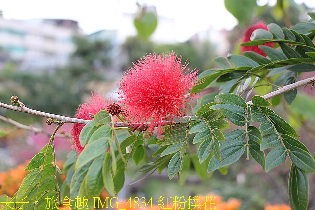 IMG_4834 紅粉撲花.jpg - 鶯歌永吉公園 炮仗花爭豔綻放 20210216