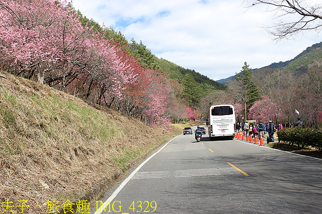 IMG_4329.jpg - 2021年 武陵農場 山櫻花、紅粉佳人 繽紛綻放 20210214