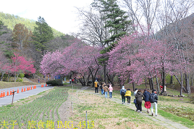 IMG_4313.jpg - 2021年 武陵農場 山櫻花、紅粉佳人 繽紛綻放 20210214