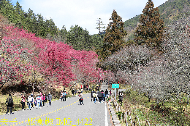 IMG_4422.jpg - 2021年 武陵農場 山櫻花、紅粉佳人 繽紛綻放 20210214