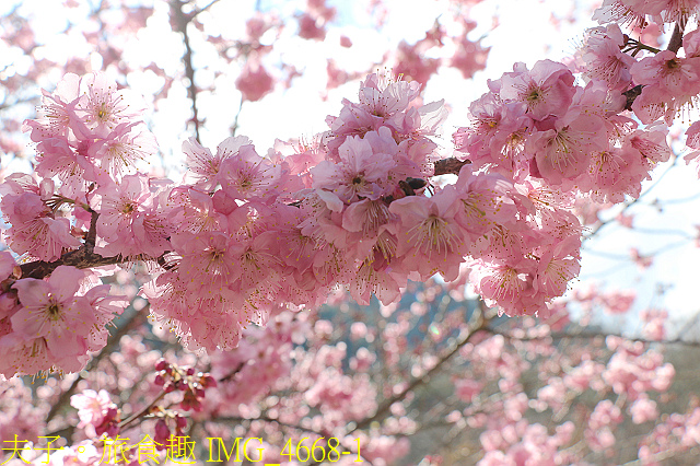 IMG_4668-1.jpg - 2021年 武陵農場 山櫻花、紅粉佳人 繽紛綻放 20210214