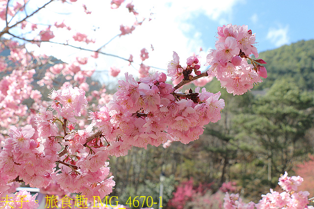 IMG_4670-1.jpg - 2021年 武陵農場 山櫻花、紅粉佳人 繽紛綻放 20210214