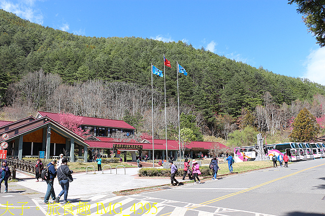 IMG_4395.jpg - 2021年 武陵農場 山櫻花、紅粉佳人 繽紛綻放 20210214