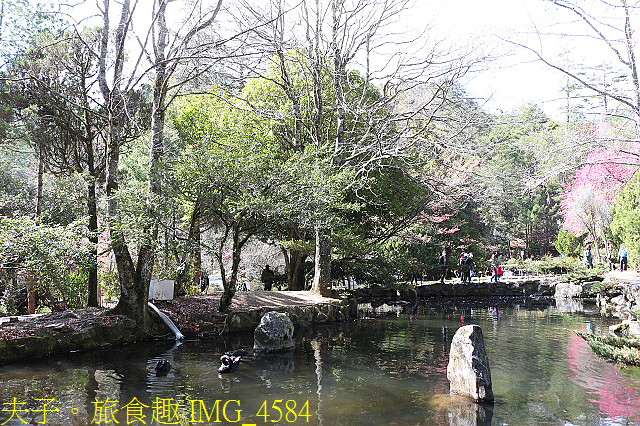 IMG_4584.jpg - 2021年 武陵農場 山櫻花、紅粉佳人 繽紛綻放 20210214