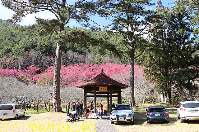 IMG_4602.jpg - 2021年 武陵農場 山櫻花、紅粉佳人 繽紛綻放 20210214