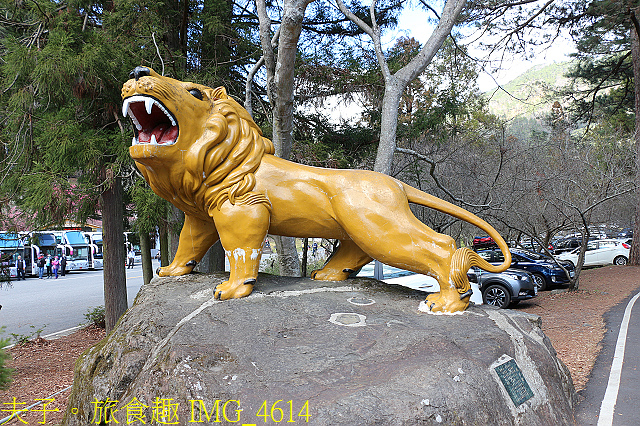 IMG_4614.jpg - 2021年 武陵農場 山櫻花、紅粉佳人 繽紛綻放 20210214