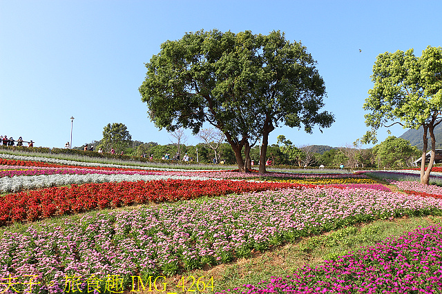 IMG_4264.jpg - 北投社三層崎公園「台版富良野花海」20210203