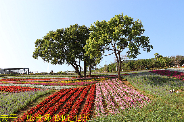 IMG_4276.jpg - 北投社三層崎公園「台版富良野花海」20210203