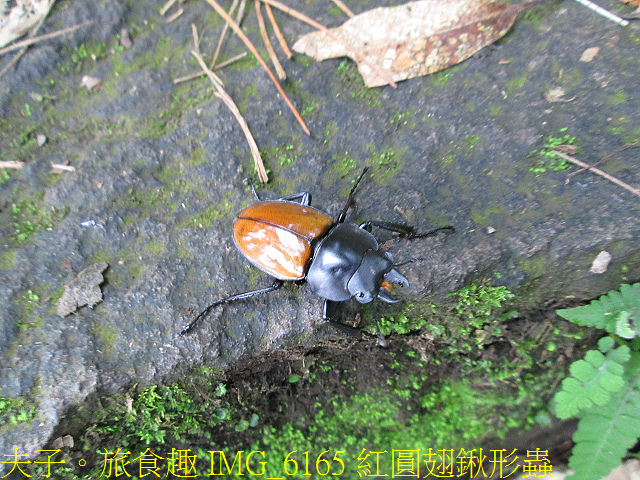 IMG_6165 紅圓翅鍬形蟲.jpg - 陽明山國家公園 面天山 - 向天山步道 向天池、向天山、面天山 20200916