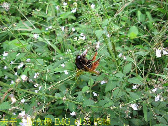 IMG_6153 熊蜂.jpg - 陽明山國家公園 面天山 - 向天山步道 向天池、向天山、面天山 20200916