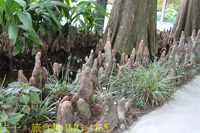 IMG_4485.jpg - 彰化田中菁芳園 20200624