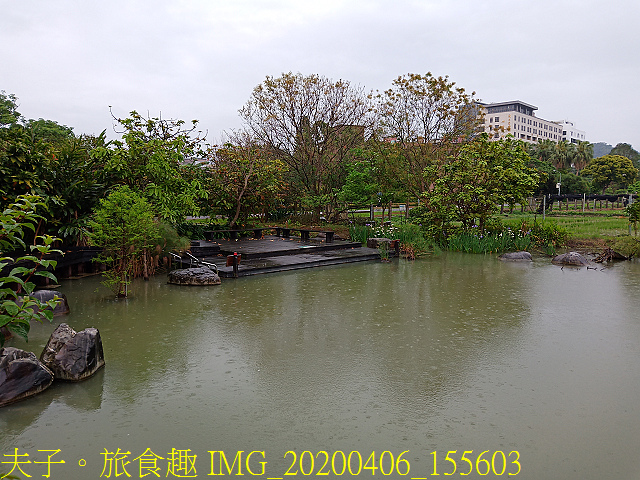 IMG_20200406_155603.jpg - 台灣大學生態池 複刻瑠公圳水源地 20200406