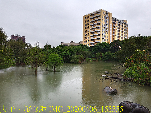 IMG_20200406_155555.jpg - 台灣大學生態池 複刻瑠公圳水源地 20200406