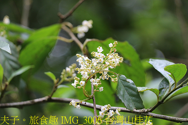 IMG_3006 台灣山桂花.jpg - 宜蘭礁溪 抹茶山 20200410