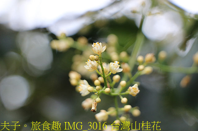 IMG_3016 台灣山桂花.jpg - 宜蘭礁溪 抹茶山 20200410