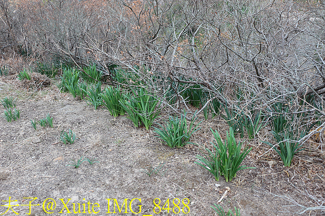 東莒魚路古道巡禮 由大坪走到大浦 拜訪64據點 IMG_8488.jpg - 東莒魚路古道 大浦 64據點 20191118
