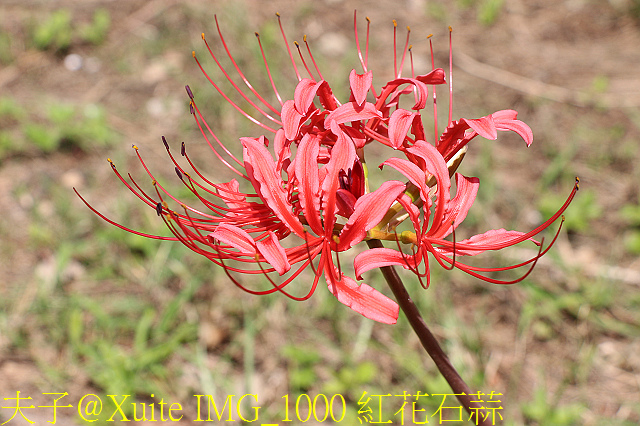 IMG_1000 紅花石蒜.jpg - 東引 紅藍石蒜 換錦花 玫瑰石蒜 2018/08/23