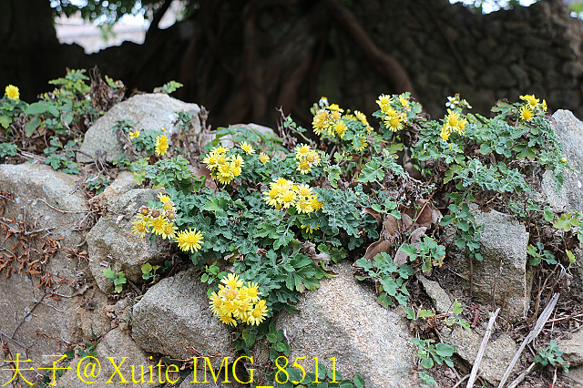 東莒魚路古道巡禮 由大坪走到大浦 拜訪64據點 IMG_8511.jpg - 東莒魚路古道 大浦 64據點 20191118