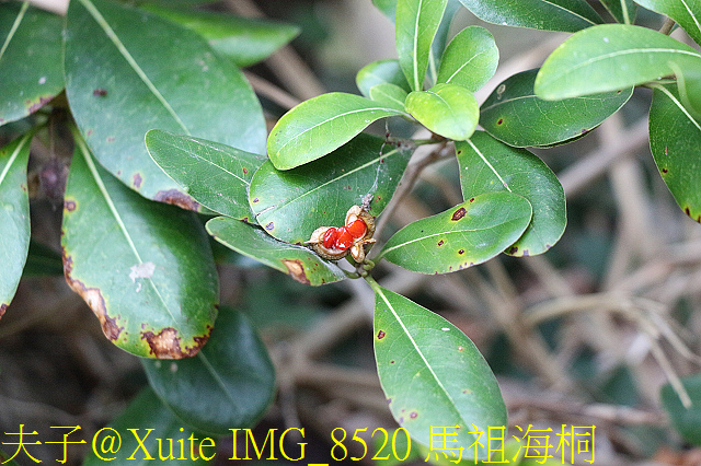 東莒魚路古道巡禮 由大坪走到大浦 拜訪64據點 IMG_8520 馬祖海桐.jpg - 東莒魚路古道 大浦 64據點 20191118