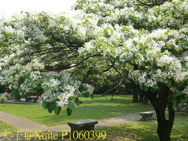P1060399.jpg - 龍潭景點 桃園市客家文化館 三坑老街 三坑自然生態公園 北區水資源局大草坪 大溪石園路落羽松