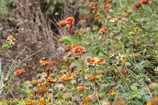 2019桃園農業博覽會 農博小旅行 深度探索桃園的美好 IMG_0050.jpg - 桃園觀音草漯沙丘 20190920