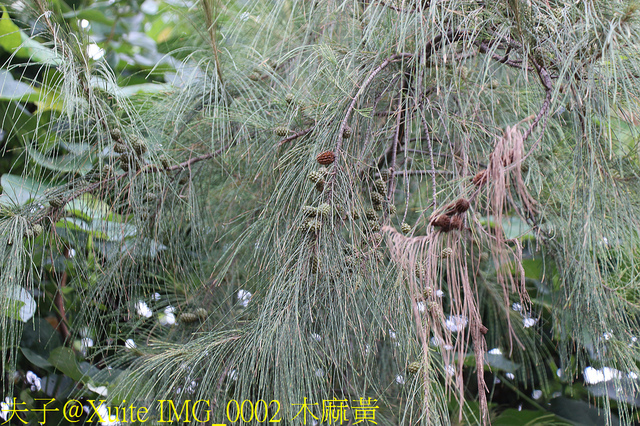 2019桃園農業博覽會 農博小旅行 深度探索桃園的美好 IMG_0002 木麻黃.jpg - 桃園觀音草漯沙丘 20190920