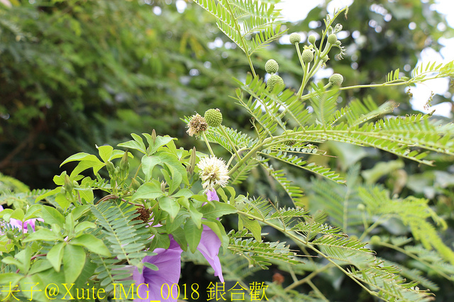 2019桃園農業博覽會 農博小旅行 深度探索桃園的美好 IMG_0018 銀合歡.jpg - 桃園觀音草漯沙丘 20190920